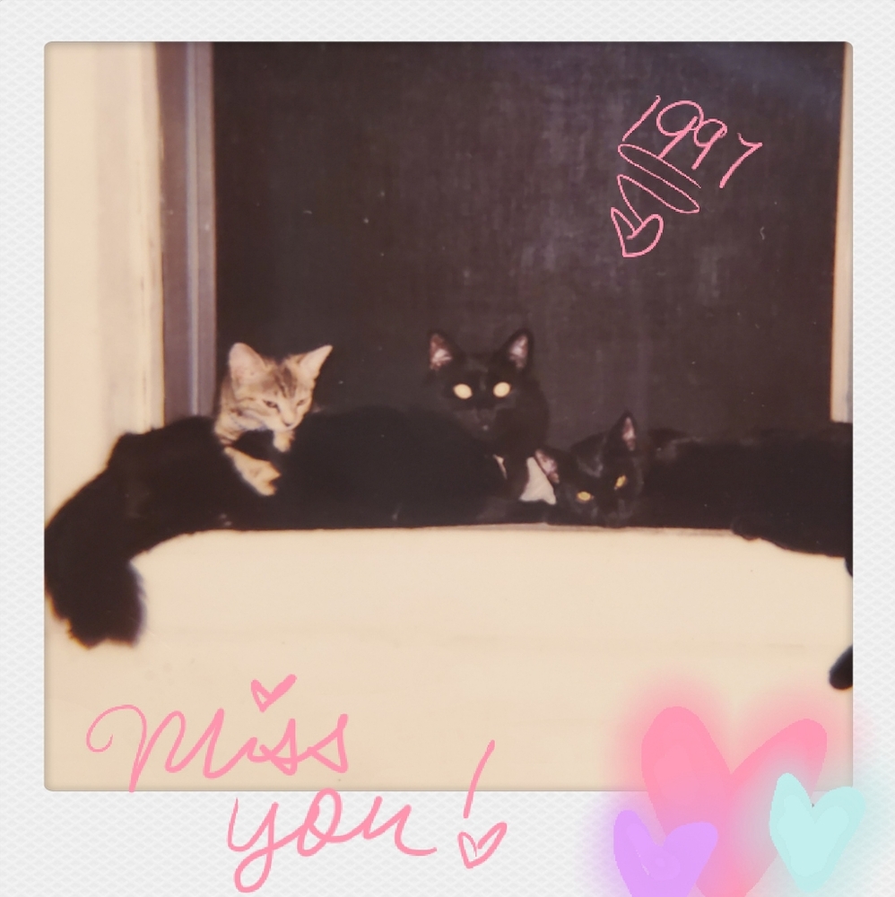 😻Gizmo & Smoke💘 - Picture 6 of 16